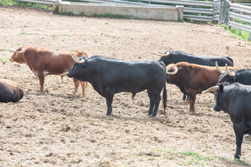 cows and lidia bulls grazing in the field in Guadalajara, Spain.