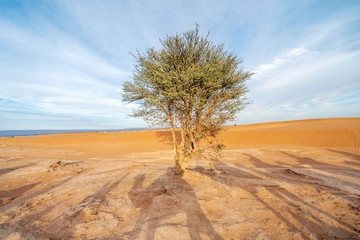 Fototapeta na wymiar Single tree and shades of camel caravan on sands of Sahara Desert, Morocco.