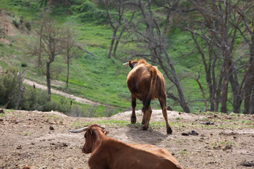 cows and lidia bulls grazing in the field in Guadalajara, Spain.