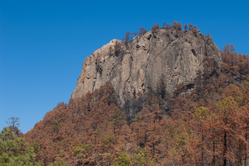 Morro de Pajonales and burned forest of Canary Island pine Pinus canariensis. Pajonales. Integral Natural Reserve of Inagua. Gran Canaria. Canary Islands. Spain.