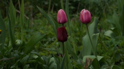 Obraz na płótnie Canvas Spring, flowers in the garden