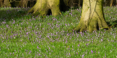 Wiese mit Krokussen (Crocus), Schleswig-Holstein, Deutschland