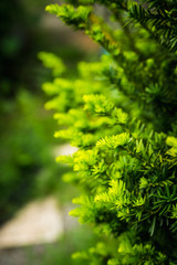Taxus baccata (Yaw tree) bush in the garden. Selective focus.