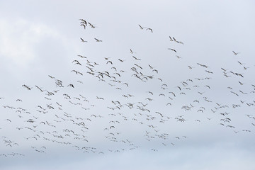 Nonnengänse (Branta leucopsis) am Himmel, Nordfriesland, Schleswig-Holstein, Deutschland, Europa