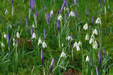Obraz premium Wiese mit Krokusse (Crocus) und Schneeglöckchen (Galanthus), Schleswig-Holstein, Deutschland, Europa