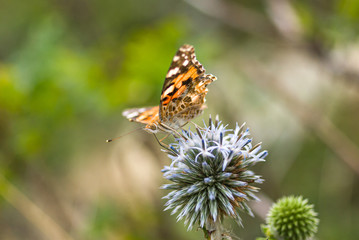 Painted lady butterfly on blooming Echinops