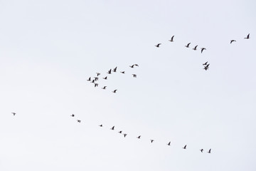 Nonnengänse (Branta leucopsis) am Himmel, Nordfriesland, Schleswig-Holstein, Deutschland, Europa