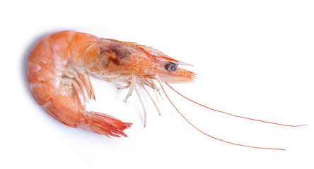 shrimp isolated on white background