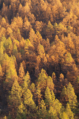 Burned forest of Canary Island pine Pinus canariensis. The Nublo Rural Park. Tejeda. Gran Canaria. Canary Islands. Spain.