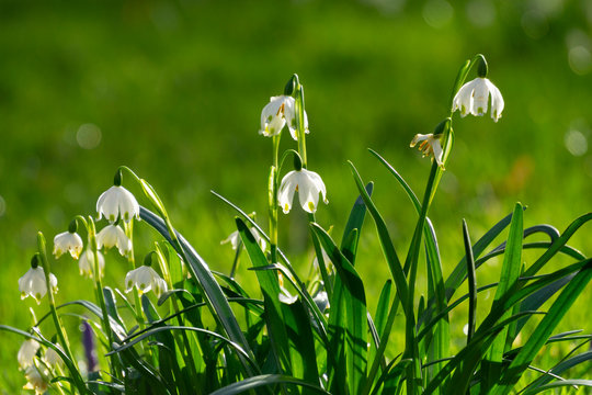 Germany, Spring snowflakes (Leucojum vernum) blooming outdoors
