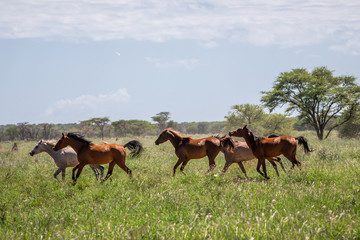 Troupeau de chevaux au galop dans la prairie