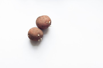 sprouted potatoes on a white background