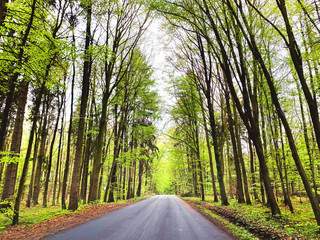 Road in the middle of a wild forest in cloudless weather tall trees along the road. Mobile image