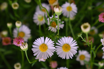 white daisies in the park garden
