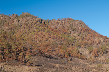Burned forest of Canary Island pine Pinus canariensis. Los Hornos or Inagua Mountain. Integral Natural Reserve of Inagua. Gran Canaria. Canary Islands. Spain.