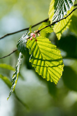 Buchenblätter im Frühling