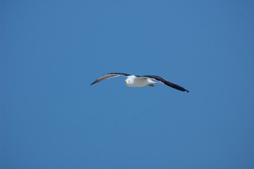 Bird´s day