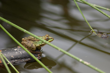 Perez's frog Pelophylax perezi in a lagoon. La Lajilla. The Nublo Rural Park. Aldea de San Nicolas de Tolentino. Gran Canaria. Canary Islands. Spain.