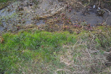 spring grass in the forest