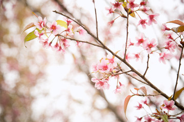Beautiful cherry blossom or sakura in spring time over  sky