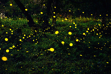 Firefly flying in the forest. Fireflies in the bush at night in Prachinburi Thailand. Long exposure...