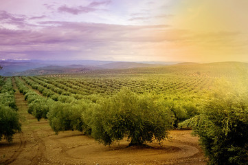 view of an olive field at sunset