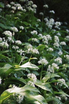 Wild Garlic