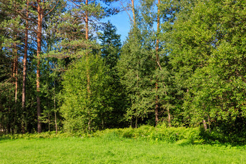 Fototapeta na wymiar View of a mixed deciduous and coniferous forest in Russia. Summer landscape