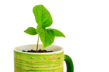 A young green sprout in a bright cup on a white background, closeup.