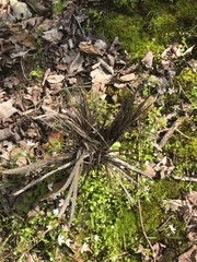 Shredded Top Of Small Tree Stump