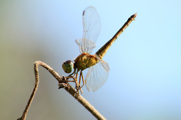 Closeup yellow dragonfly. Selective Focus. Macro Photography