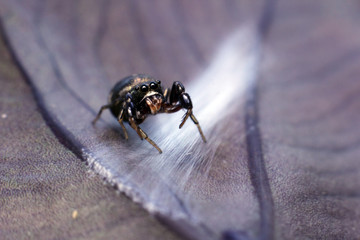 Jumping spider on the nest on purple leaf. Selective focus. macro photography