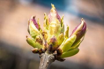 Swollen buds, first leaves and flowers in city parks and squares during the spring awakening.