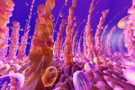 Three dimensional render of human intestinal villi