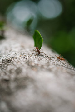ant on a leaf