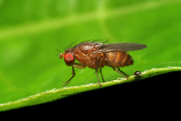 Macro shot of fruits fly. Selective Focus. Macro Photography.