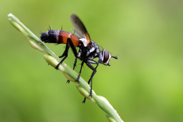 Conopidae, commonly known as thick headed flies. Selective Focus. Macro Photography.