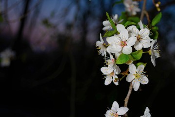 Flowering spring fruit trees. White plum flowers at night.
