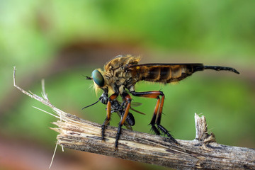 Macro shot of a robber fly as it eats the insect. Selective focus