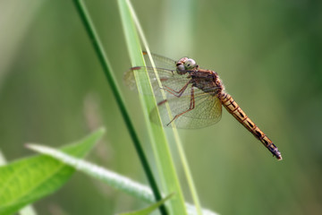 Macro shot of yellow dragonfly on green bokeh background. Selective Focus. Macro Photography