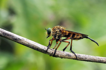 Closeup of robber flies. Selective focus. Macro photography.