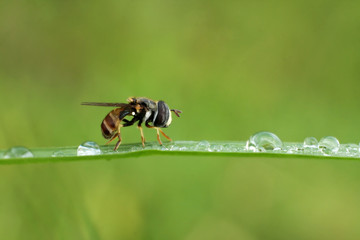 Refreshing morning dew on the leaf and small insects. Selective and soft focus macro photography.