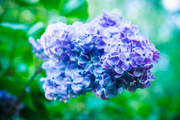 Blooming lilac in the garden. Selective focus.