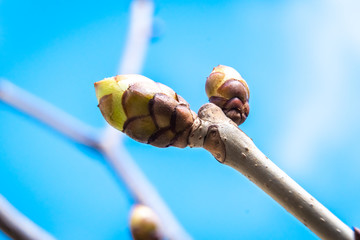 Large oily swollen chestnut buds and the first leaves in city parks and squares during the spring awakening.