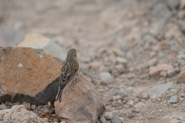 Atlantic canary Serinus canaria on a stone. Cruz de Pajonales. Integral Natural Reserve of Inagua. Tejeda. Gran Canaria. Canary Islands. Spain.