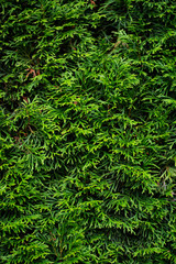 Naklejka na ściany i meble Closeup of green christmas leaves. Thuja green branches background. Thuja occidentalis is an evergreen coniferous tree.