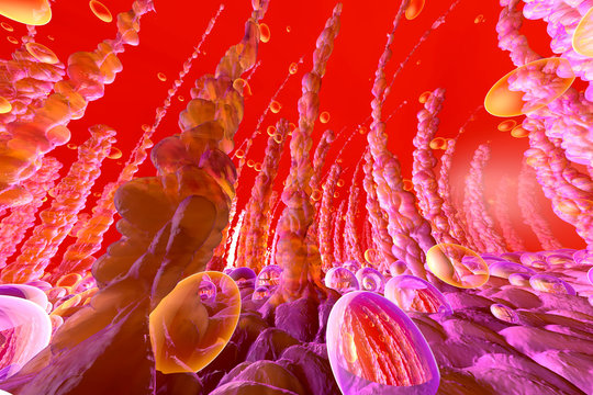 Three dimensional render of human intestinal villi