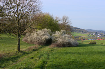 weg mit blühendem schwarzdorn