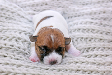 newborn blind puppy jack russell terrier on a knitted sweater closeup, horizontal