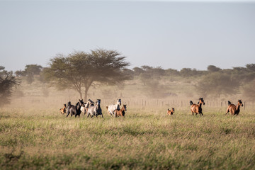 Fototapeta na wymiar Troupeau de chevaux au galop dans la prairie
